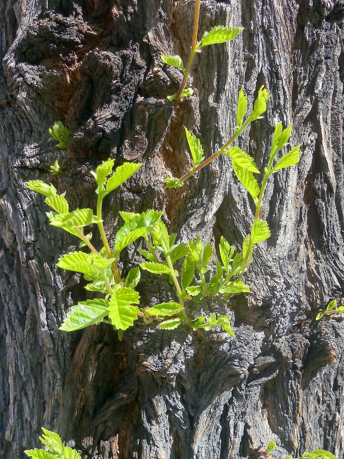 Siberian Elm — Bark & trunk