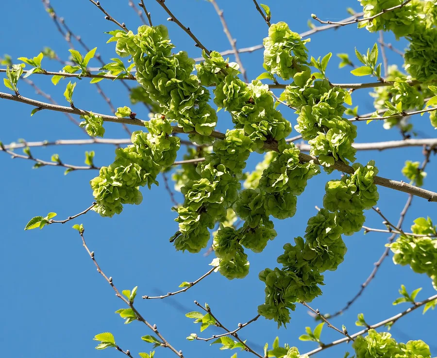 Siberian Elm — Fruit / seed