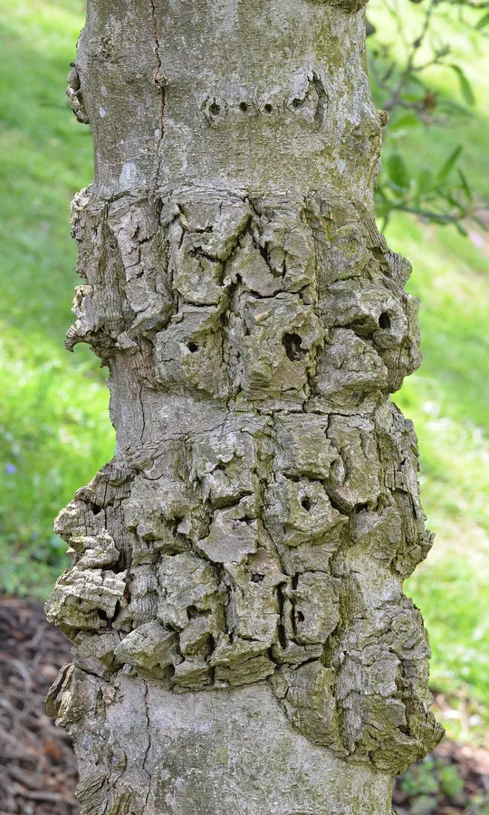 Star Magnolia — Bark & trunk