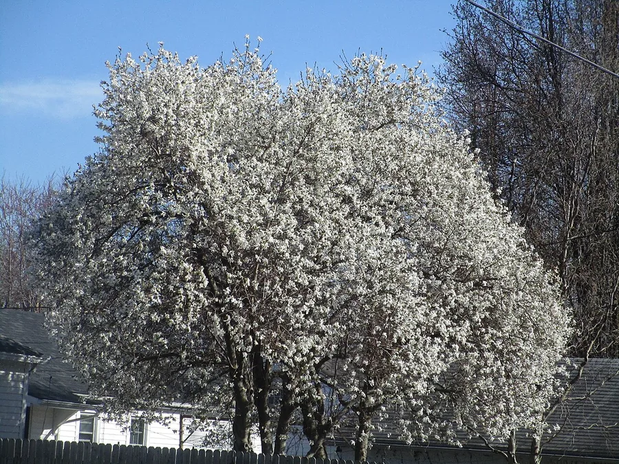 Star Magnolia — Flower
