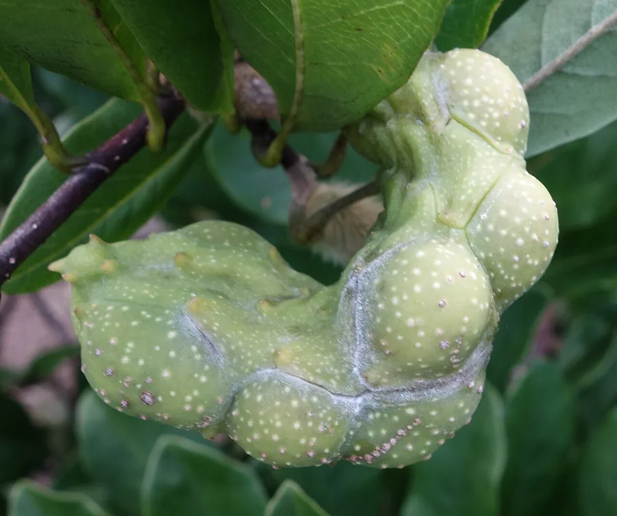 Star Magnolia — Fruit / seed