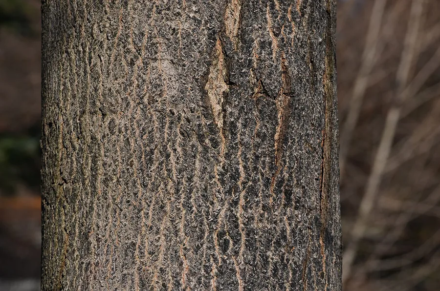 Sugar Maple — Bark & trunk