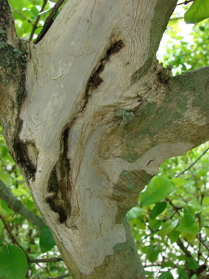 Surinam Cherry — Bark & trunk