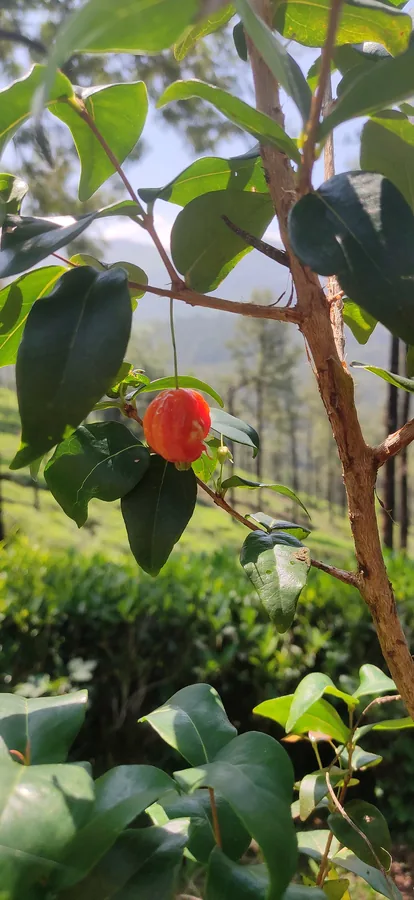 Surinam Cherry — Fruit / seed