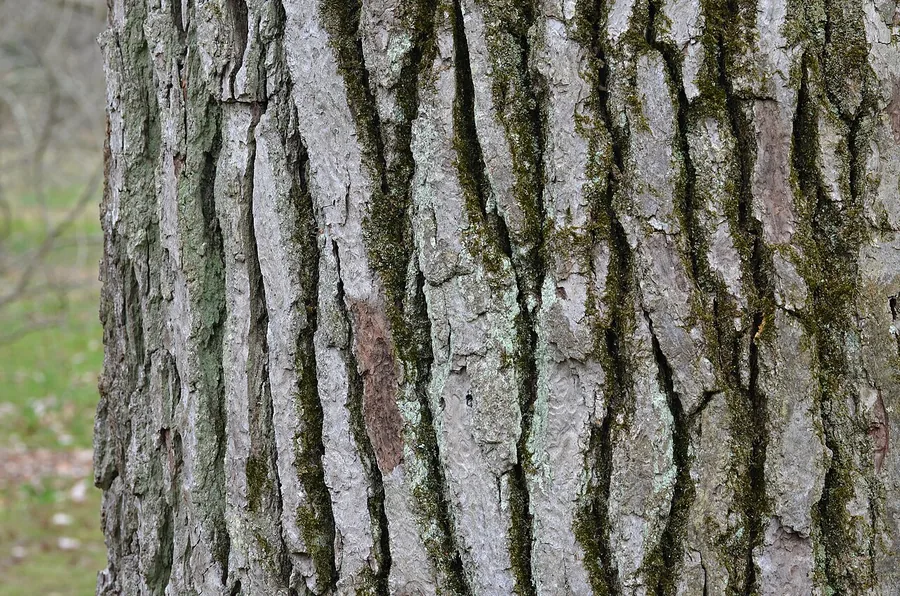 Sweetgum — Bark & trunk