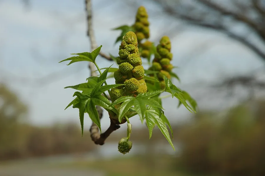 Sweetgum — Flower