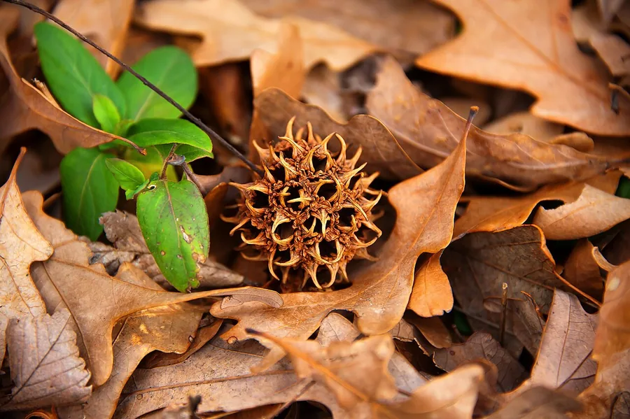 Sweetgum — Fruit / seed