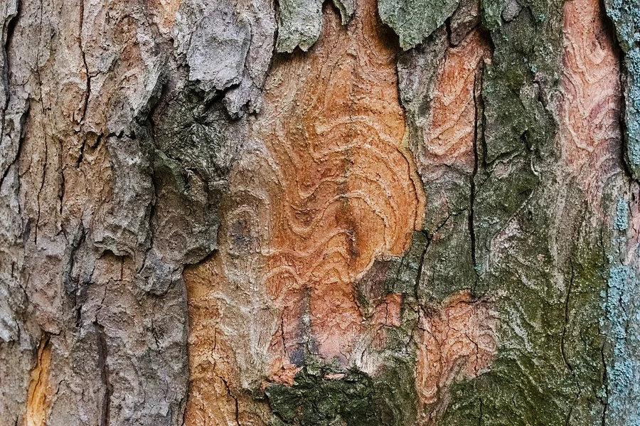 Sycamore Maple — Bark & trunk