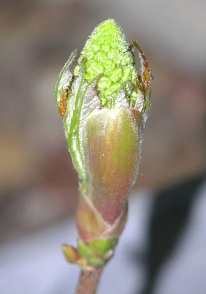 Sycamore Maple — Flower