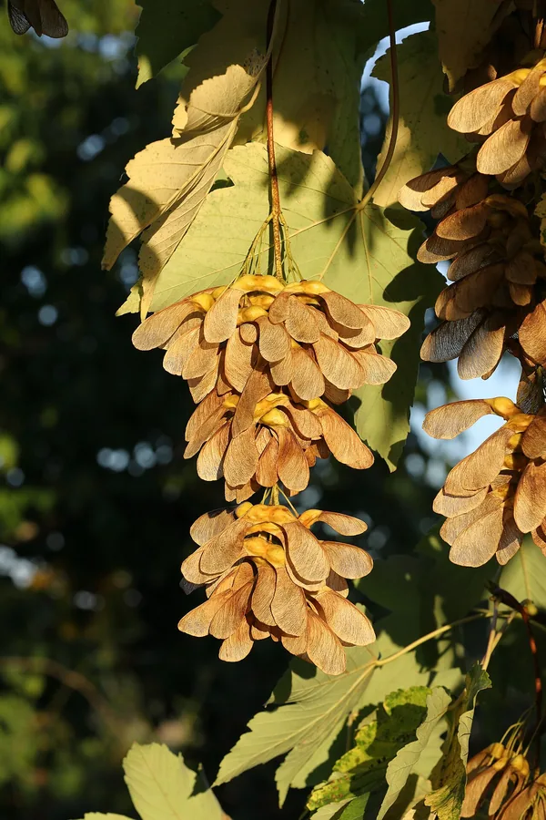 Sycamore Maple — Fruit / seed