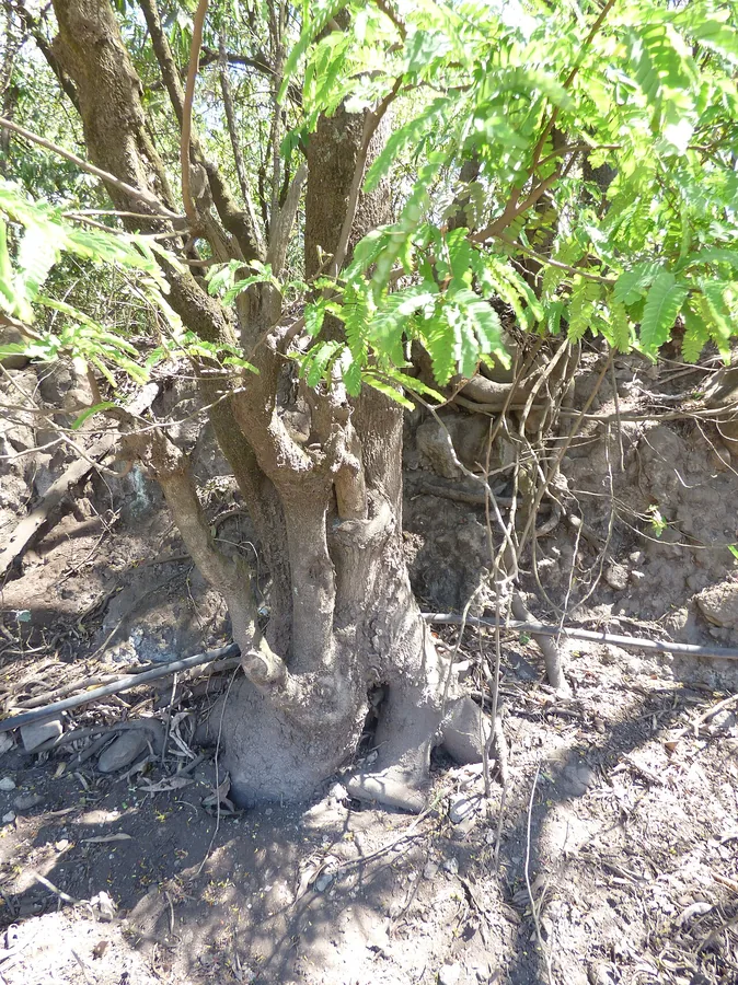 Tamarind — Bark & trunk
