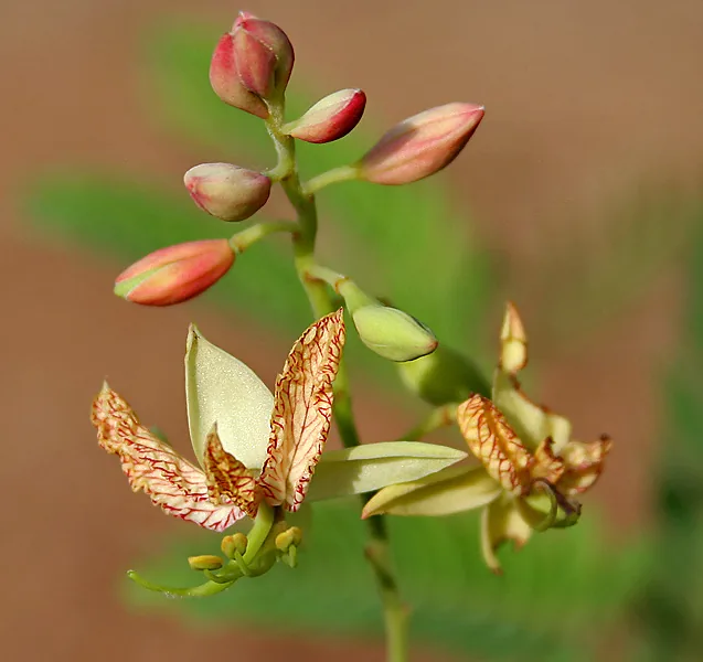 Tamarind — Flower