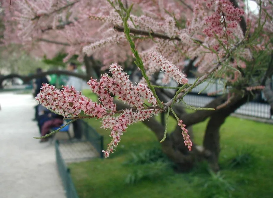 Tamarisk — Flower
