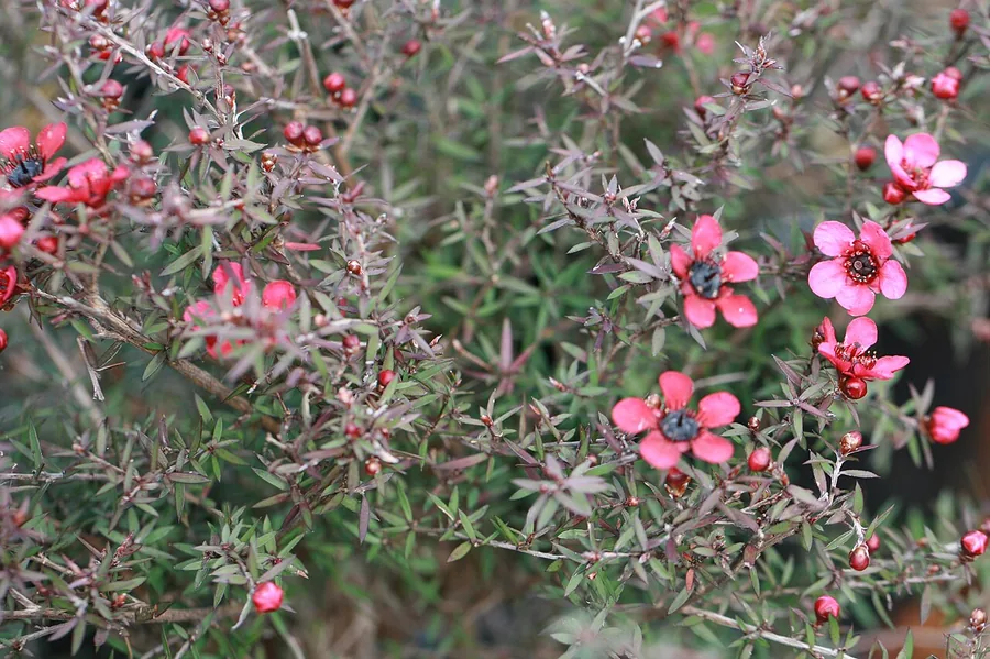 Tea Tree — Foliage / leaf detail