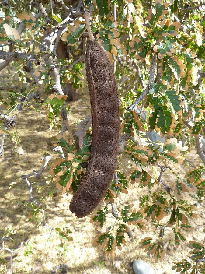 Texas Ebony — Fruit / seed