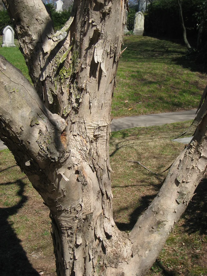 Trident Maple — Bark & trunk