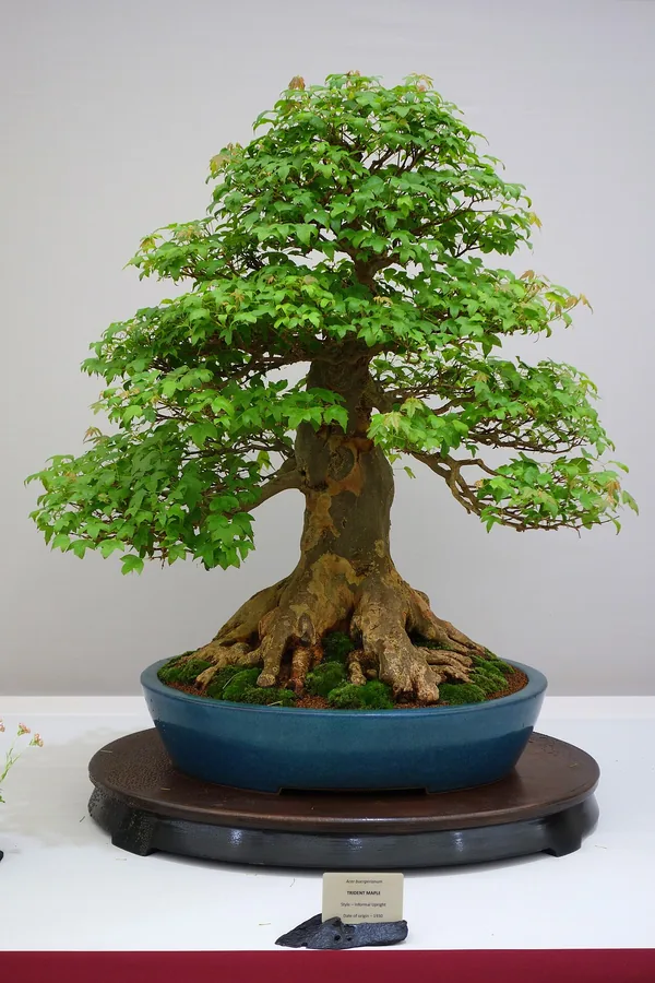 Trident Maple — Flower