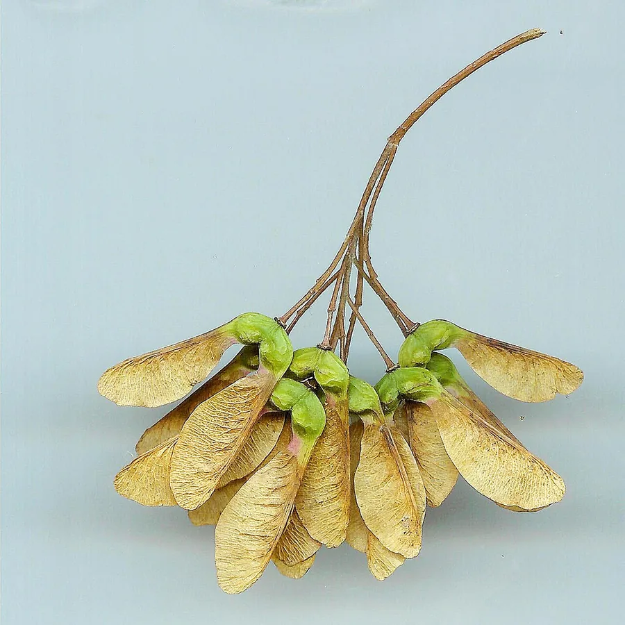 Trident Maple — Fruit / seed