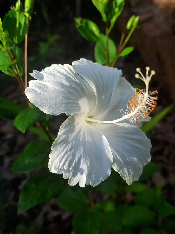 Tropical Hibiscus — Flower