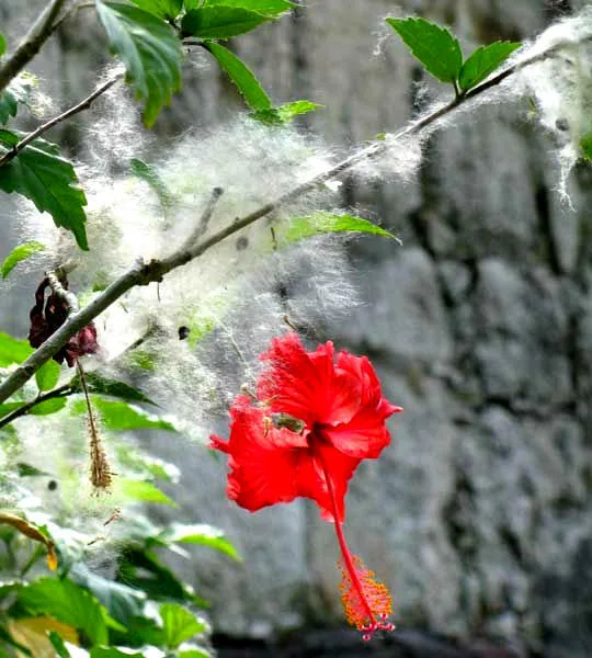 Tropical Hibiscus — Fruit / seed