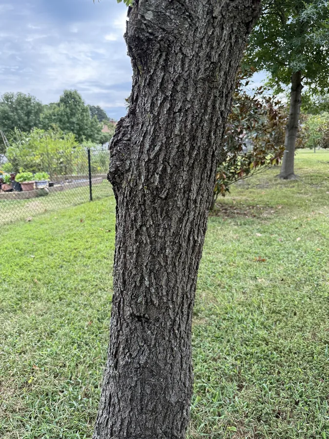 Tupelo (Black Gum) — Bark & trunk