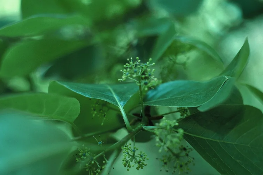 Tupelo (Black Gum) — Flower