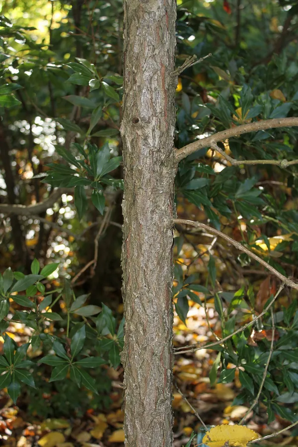 Japanese Umbrella Pine — Bark & trunk