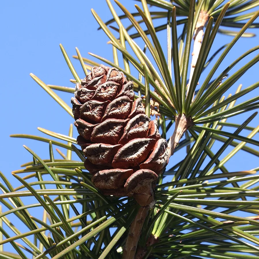 Japanese Umbrella Pine — Cone