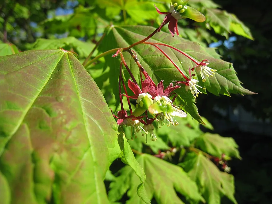 Vine Maple — Flower