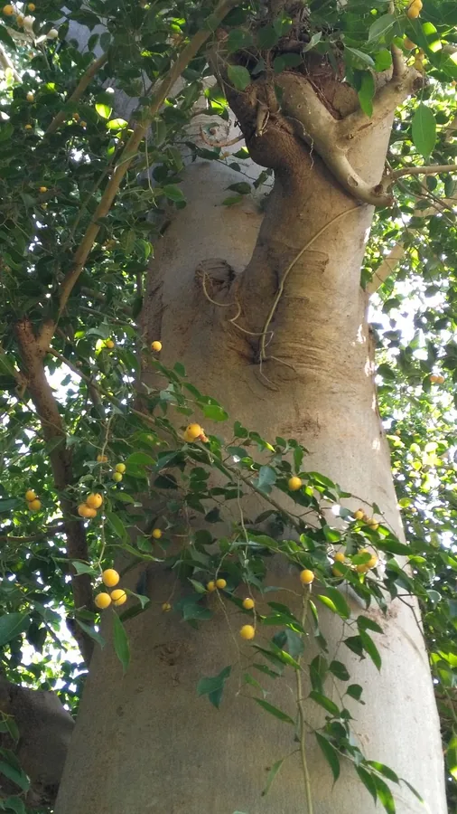 Weeping Fig — Bark & trunk