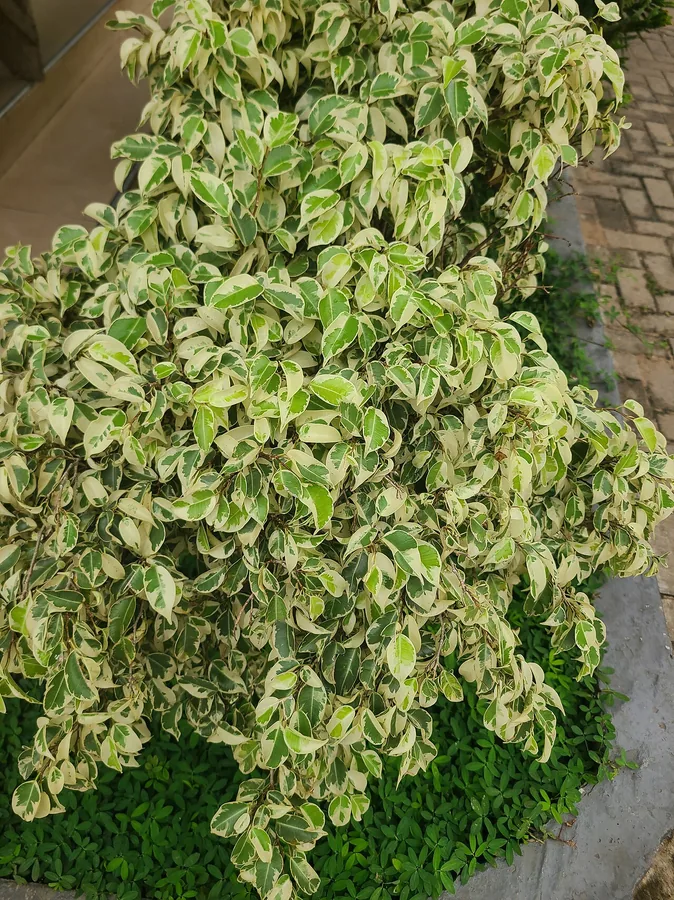 Weeping Fig — Flower