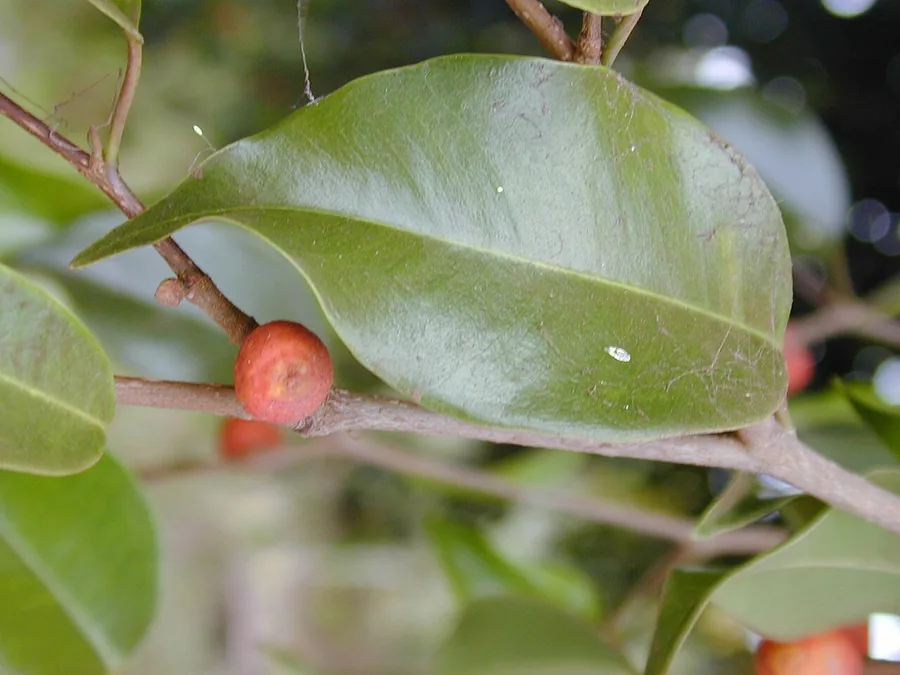 Weeping Fig — Fruit / seed