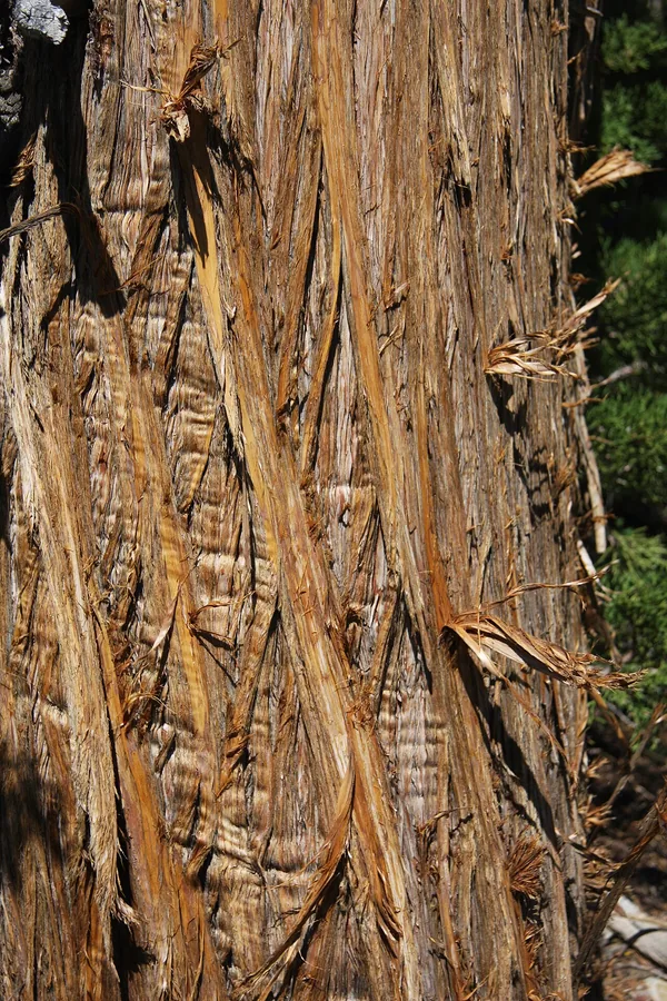Western Juniper — Bark & trunk