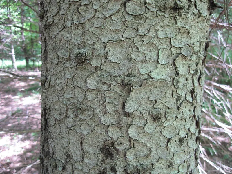 White Spruce — Bark & trunk