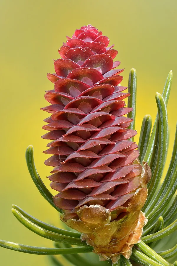 White Spruce — Cone