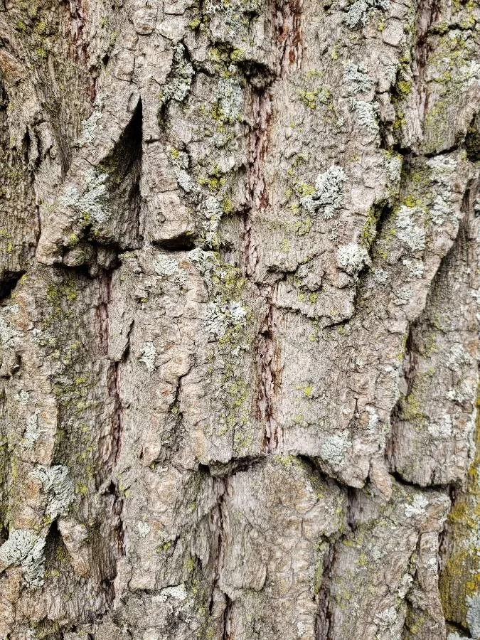 Willow (Weeping / Dappled) — Bark & trunk