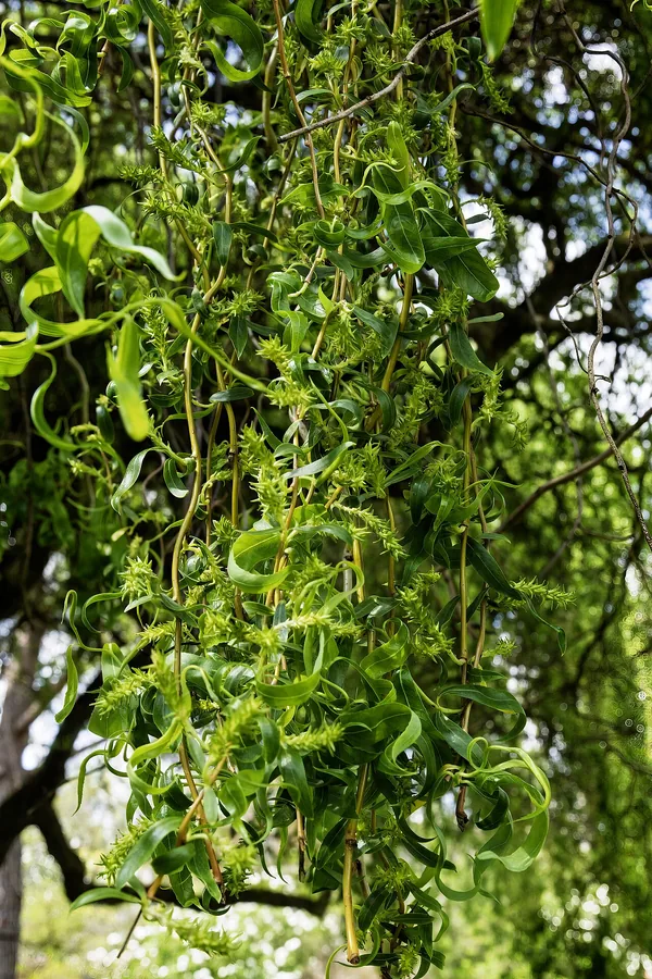 Willow (Weeping / Dappled) — Flower
