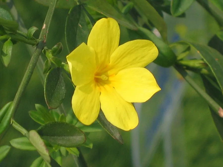 Winter Jasmine — Flower