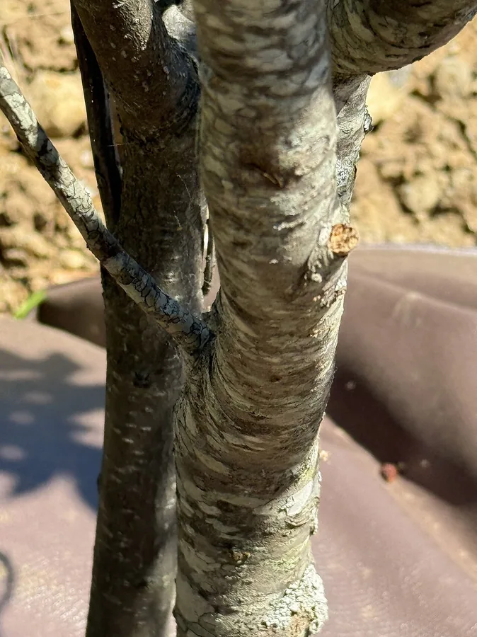 Winterberry Holly — Bark & trunk