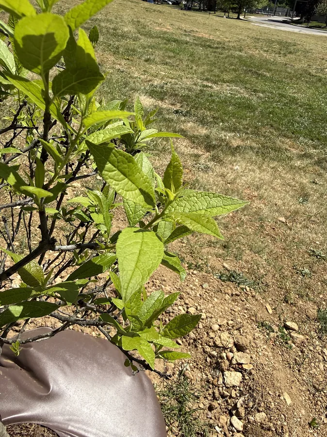 Winterberry Holly — Foliage / leaf detail