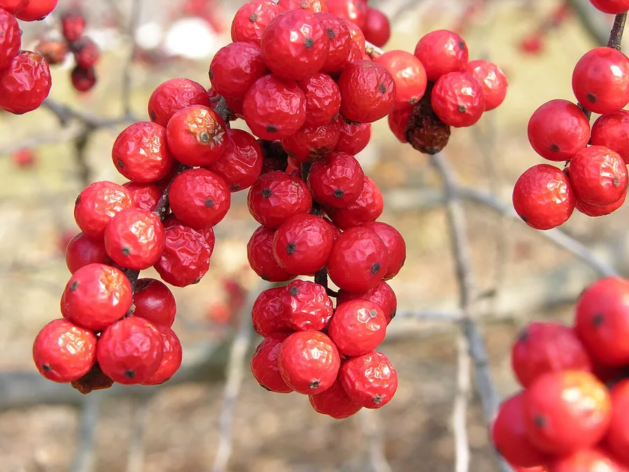 Winterberry Holly — Fruit / seed