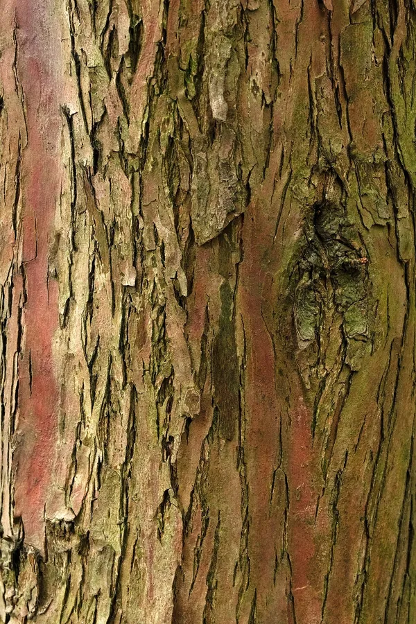 Yew — Bark & trunk