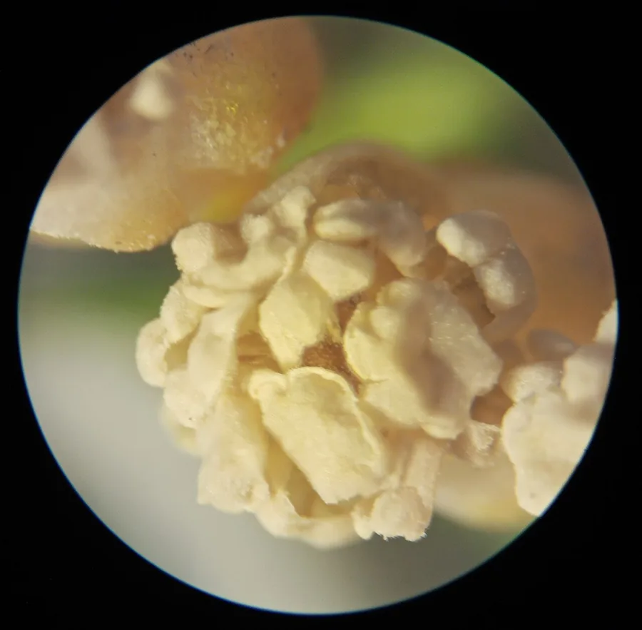 Yew — Cone